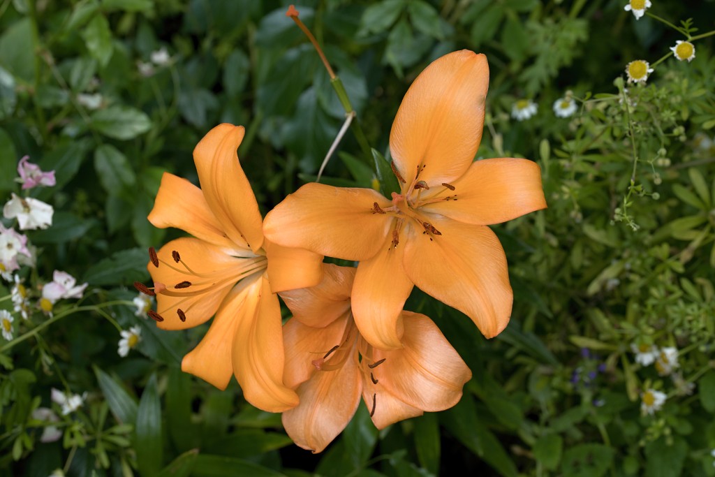 bloemen bloem hdr natuur flora roos rozen tulp tulpen orchidee orchideeen zonnebloem geranium cannabis marihuana wiet hennep sativa indica